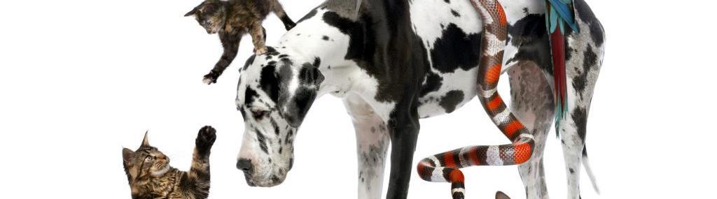 כיצד חיות מחמד משפרות את החיים שלנו?