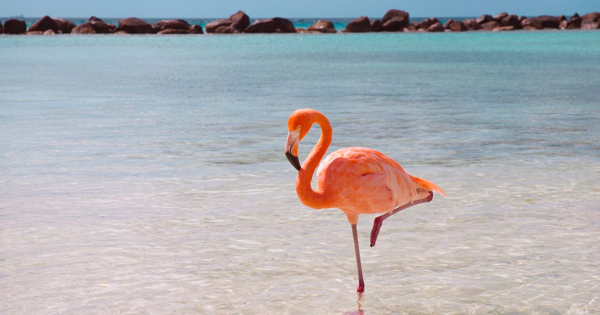 עמדו על רגל אחת